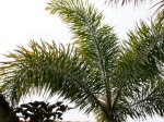 Trimming Pineapple Palm Trees to Cabbage Palm Trees by a Licensed Tree Service in Sarasota, FL